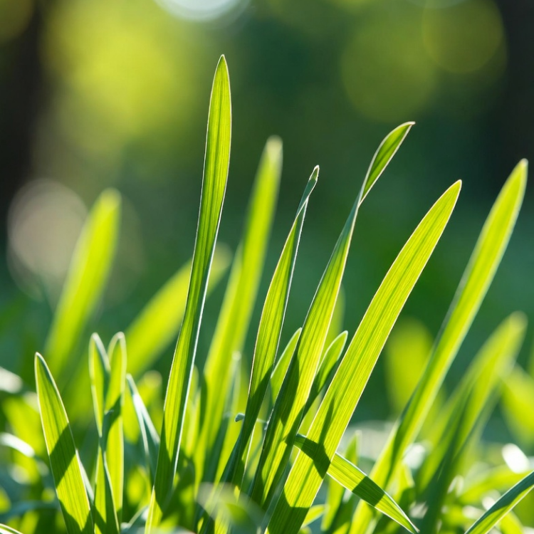 Fresh Grass & Citrus (14oz)