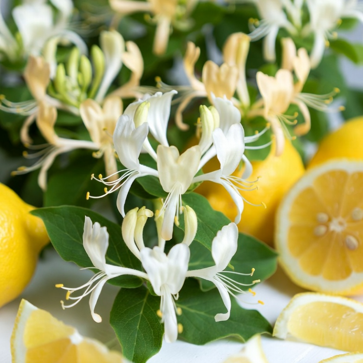 Honeysuckle & Lemon (14oz)