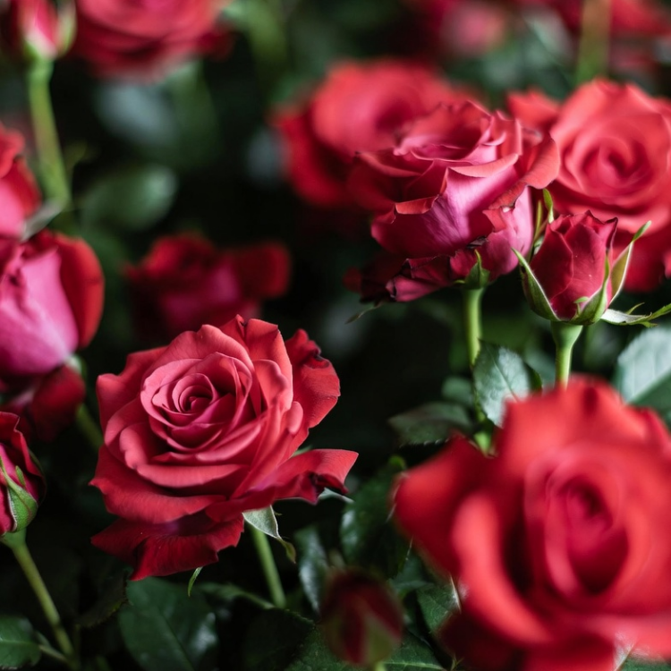 Rose & Powder (14oz)